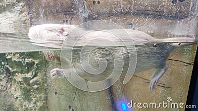 White beaver at Aquatic Gallery, Science City, Ahmedabad Stock Photo