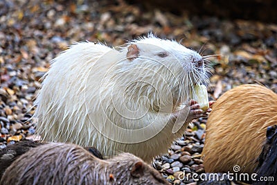 White beaver Stock Photo