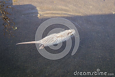 a white beaver swimming in the water Stock Photo