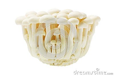 White Beech Mushroom Stock Photo