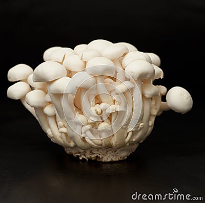 White beech mushrooms Stock Photo