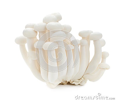 White beech mushrooms, Shimeji mushroom, Edible mushroom isolate Stock Photo