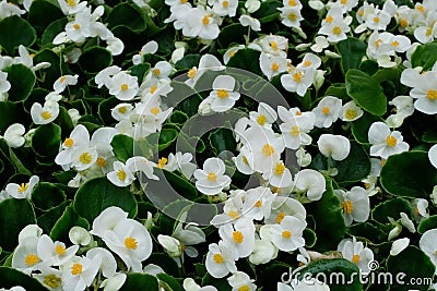 White begonia flowers Stock Photo