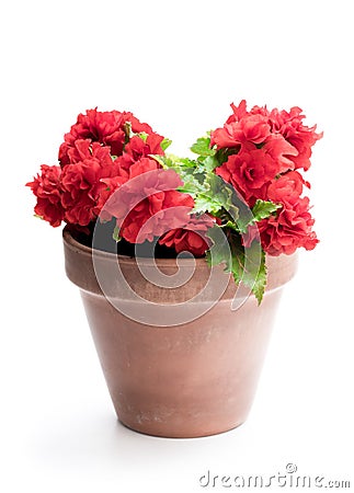 White Begonia plant in the flowerpot isolated on white Stock Photo