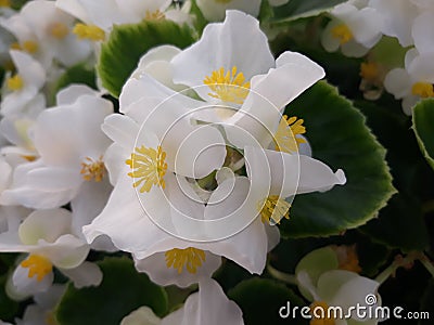 White begonia Stock Photo