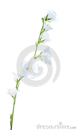 White bell flower isolated , background Stock Photo