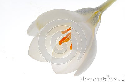 White Bell-Shaped Flower Stock Photo