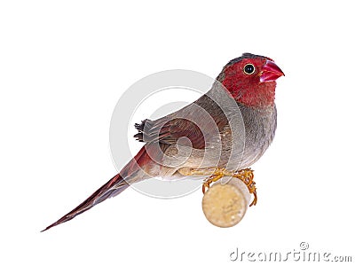 White bellied Crimson Finch on white Stock Photo