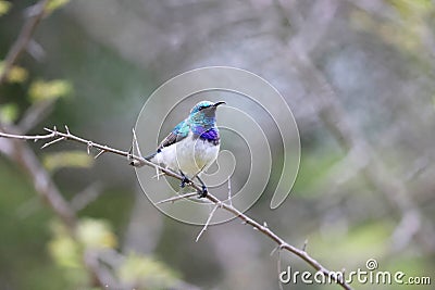 White-bellied sunbird (Cinnyris talatala) in South Africa Stock Photo