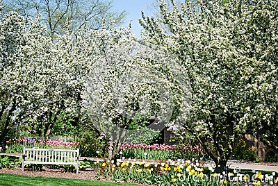 A white bench sitting under flowering trees in the spring at Lilacia Park in Lombard, Illinois. Stock Photo