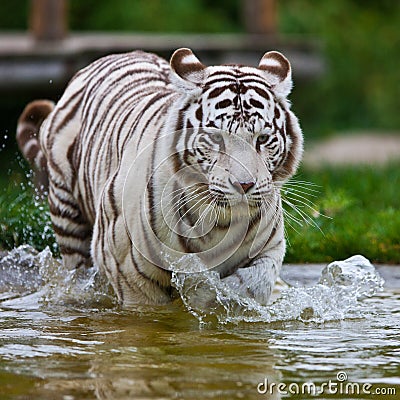 White Bengal Tiger Stock Photo