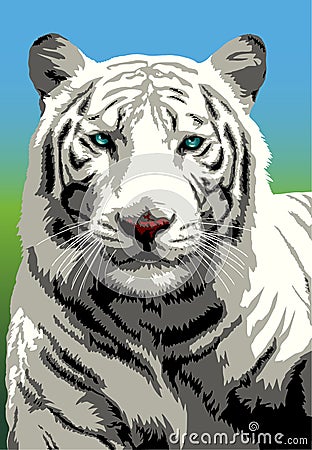 White Bengal Tiger Vector Illustration