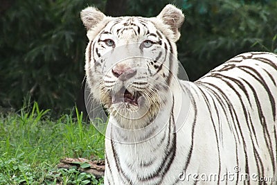 White Bengal tiger looking hungry Stock Photo