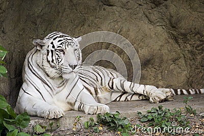 White bengal tiger lying Stock Photo