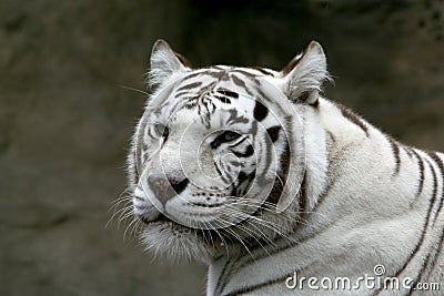 White bengalese tiger. Stock Photo