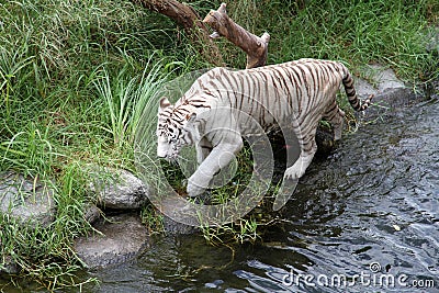 White Bengalese tiger goes on the lake coast. Stock Photo