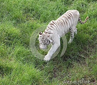White Bengalese tiger on a green glade. Stock Photo