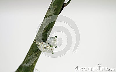 White berry mistletoe shown in detail Stock Photo