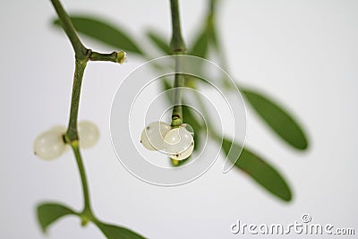 White berry mistletoe shown in detail Stock Photo