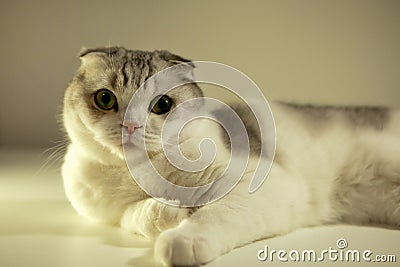 white bicolor scottish fold cat-Cat looking open yellow eyes, close-up portrait. cat breed Stock Photo