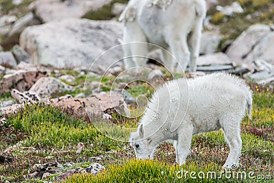 White Big Horn Sheep - Rocky Mountain Goat Stock Photo