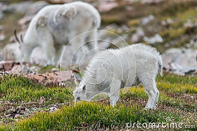 White Big Horn Sheep - Rocky Mountain Goat Stock Photo