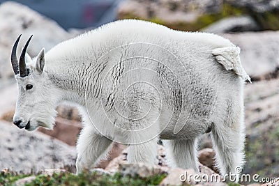 White Big Horn Sheep - Rocky Mountain Goat Stock Photo