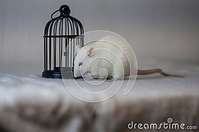White big rat in a small black cage. inconsistencies concept Stock Photo