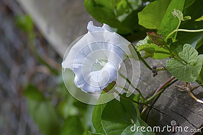 White Bind Weed Flower in bloom Stock Photo