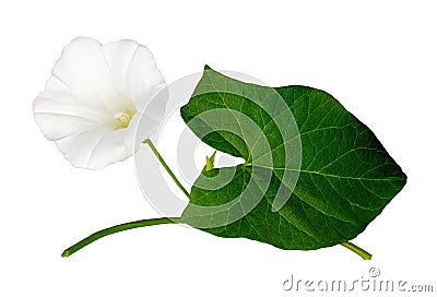 White bindweed. Convolvulus arvensis flowers Stock Photo