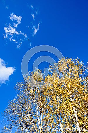 The White Birch autumn scenery Stock Photo