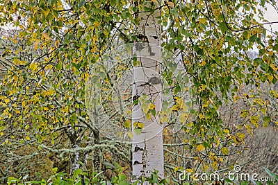 White birch autumnal foliage Stock Photo