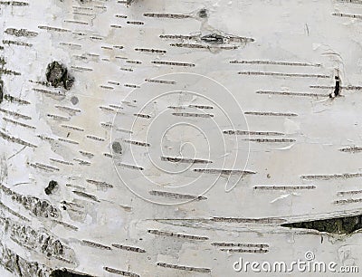 White birch bark with dashes Stock Photo