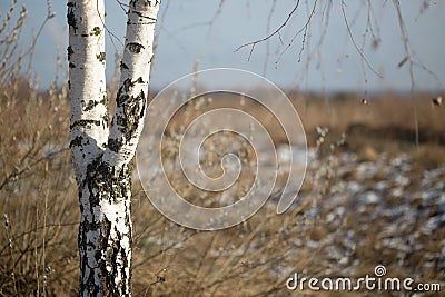 White birch in the field in early spring Stock Photo