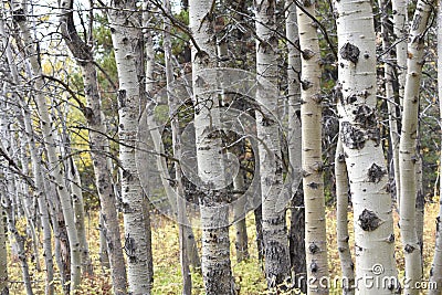 White Birch Forest in Montana in Autumn Stock Photo