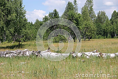 White birch grows in a field in summer on a Sunny day Stock Photo