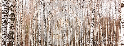 White birch trees with beautiful birch bark Stock Photo