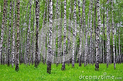 White birch trees in the forest in summer, green grass Stock Photo