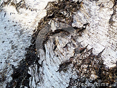 White birchbark closeup. Stock Photo