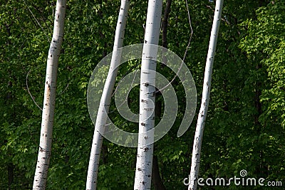 White birches high trunks on dark green background. Forest Stock Photo