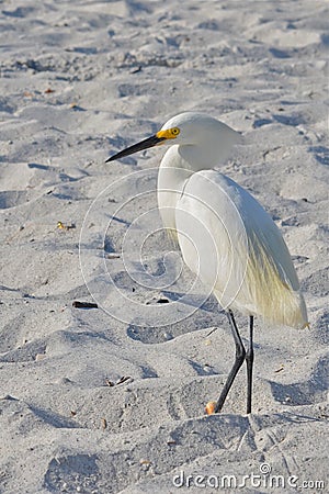 White bird at beach Stock Photo