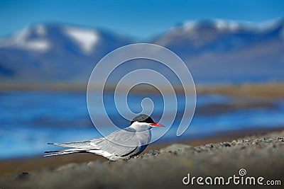 White bird with black cap, Arctic Tern, Sterna paradisaea, with Arctic landscape in background, Svalbard, Norway. Stock Photo