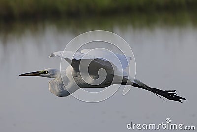 Bird with black wings soaring over water with trees in the backdrop Stock Photo