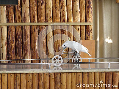 White bird doing trick by riding bike with wood background Stock Photo