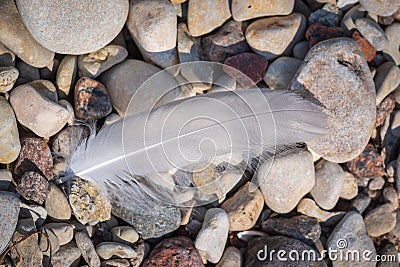 White bird feather lying on the pebbles on seaside Stock Photo