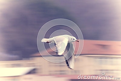 White bird in flight. Motion effect. Blurred Stock Photo