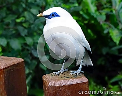 White bird named Bali Starling Leucopsar rothschildi Stock Photo