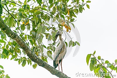 A white bird standing on the Branch of tree wait hunting insect in the farm of the local area in Thailand Stock Photo