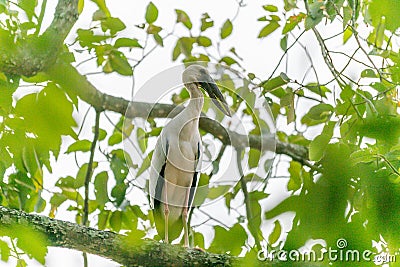 A white bird standing on the Branch of tree wait hunting insect in the farm of the local area in Thailand Stock Photo