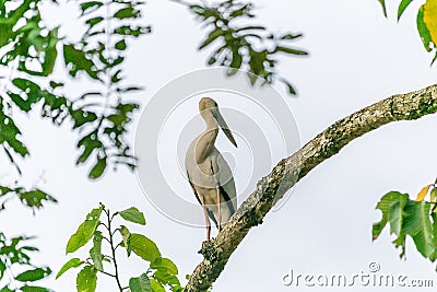 A white bird standing on the Branch of tree wait hunting insect in the farm of the local area in Thailand Stock Photo